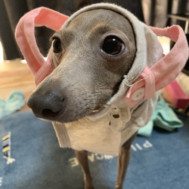 お洋服イヤイヤする時の茶華ちゃん！