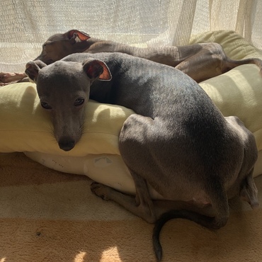 信玄と日向ぼっこ☆