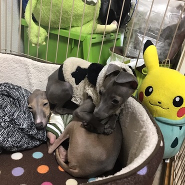 茶華に敷かれる信玄！