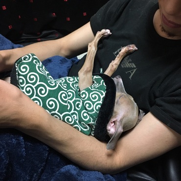 お迎えした当日です！どんな寝方だ笑