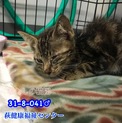 人馴れ抜群！甘えん坊のキジトラ子猫 041