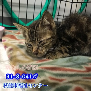 人馴れ抜群！甘えん坊のキジトラ子猫 041