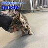 人馴れ抜群！甘えん坊のキジトラ子猫 041 サムネイル2