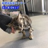 人馴れ抜群！甘えん坊のキジトラ子猫 041 サムネイル3