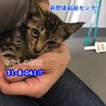 人馴れ抜群！甘えん坊のキジトラ子猫 041 サムネイル4