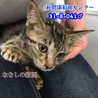 人馴れ抜群！甘えん坊のキジトラ子猫 041 サムネイル5