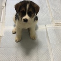 募集一時停止いたします。2ヶ月の子犬ちゃん