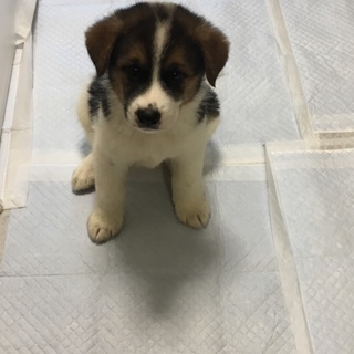 募集一時停止いたします。2ヶ月の子犬ちゃん