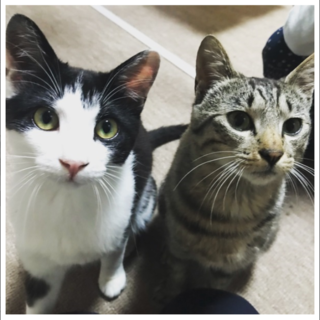 1歳未満の男の子です！