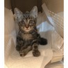下半身麻痺の子猫の里親を募集しています！ サムネイル4
