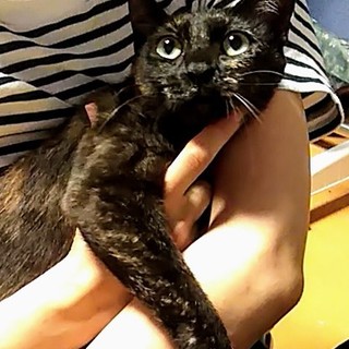 抱っこ大好き☆サクちゃん8ヶ月