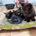 黒猫子猫3匹（オス1匹、メス2匹）1匹でも譲渡可 