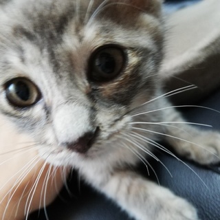 丸顔のサビトラちゃんです