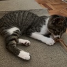 3ヶ月男の子やんちゃな子猫くん サムネイル2