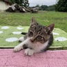 3ヶ月男の子やんちゃな子猫くん サムネイル3