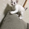 おジョジョさん