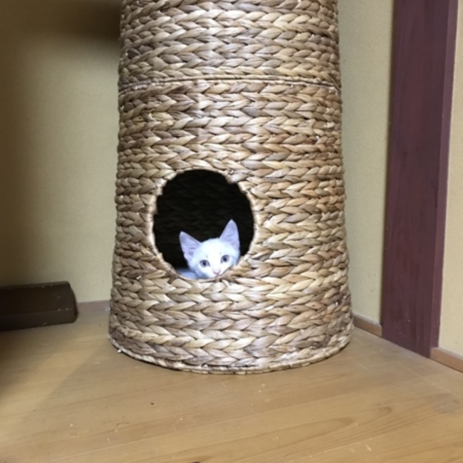 おジョジョのカバー写真