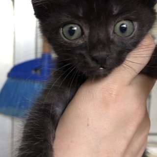 白毛まじり黒猫＊男の子