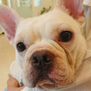 応募多数フレンチ モロくん