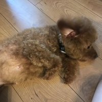 ミント