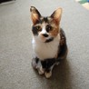 cat Friend さん