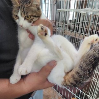 ゴロンして抱っこだニャン