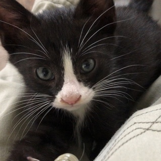 黒多めのハチワレ＊女の子