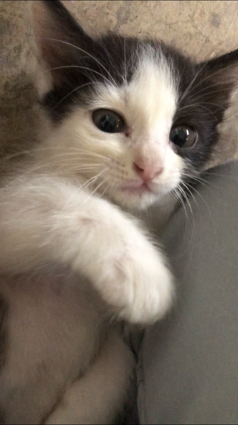 アシンメトリーな前髪 ハ 宮崎県 猫の里親募集 ペットのおうち 月間利用者150万人