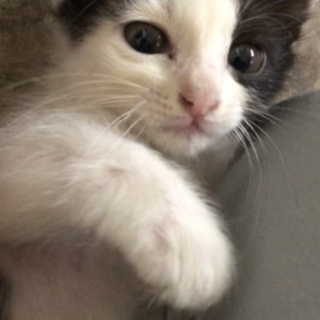 アシンメトリーな前髪＊ハチワレ男の子