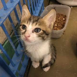 生後ひと月程度３匹の小さな子猫ちゃん