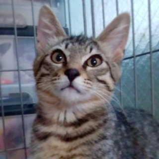 10/20水道橋★咲太郎