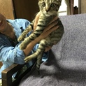 キジチビちゃんの家族になって下さい！