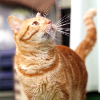 譲渡対象猫の紹介です。