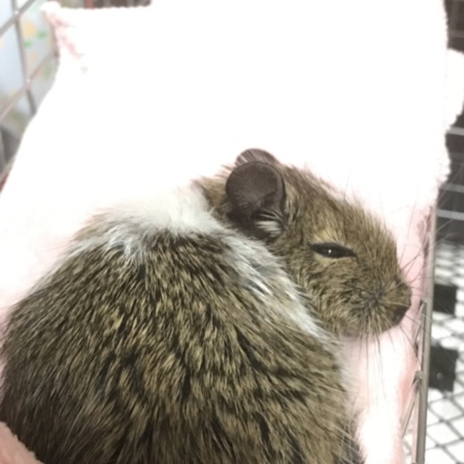 ぽん58のカバー写真