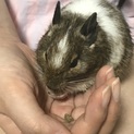 デグー パイド