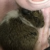 デグー パイド サムネイル2