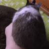 デグー パイド サムネイル3