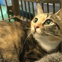 右前脚のない成猫が４匹の子猫と一緒に収容
