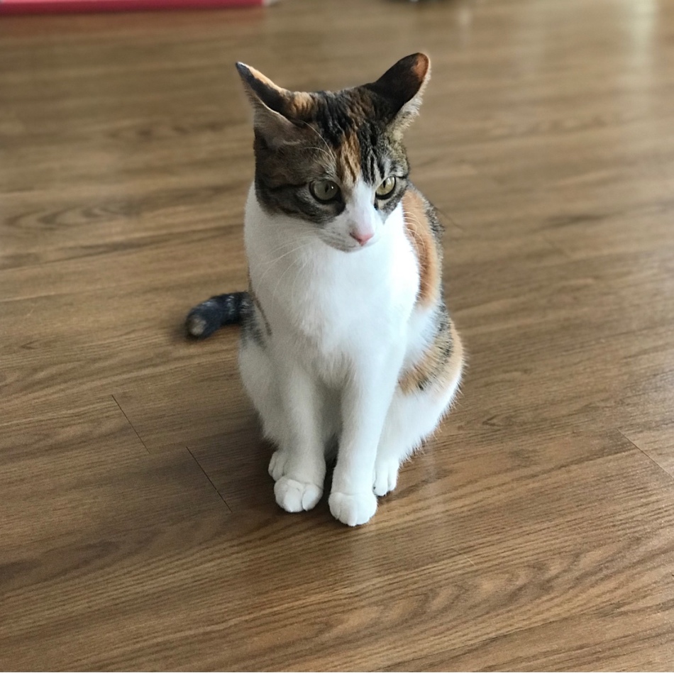 あんちゃんのカバー写真