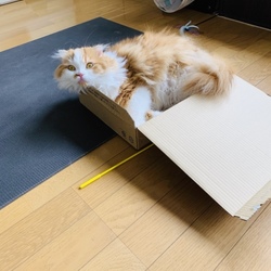 みんな箱に入る