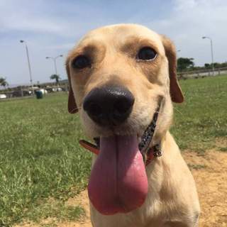 ラブラドール系3才 大型犬男の子 去勢済み