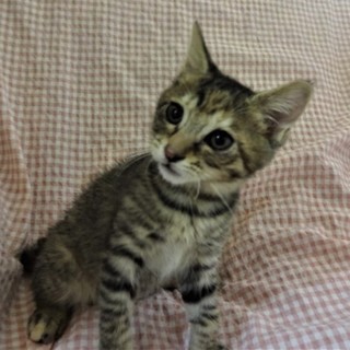 小さいけどプロレス強い、ミクちゃん