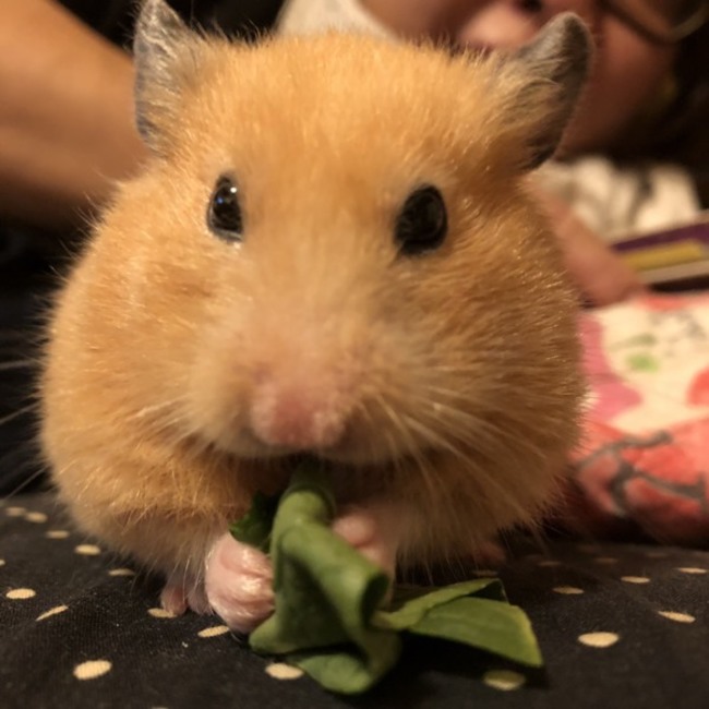 watan.のカバー写真