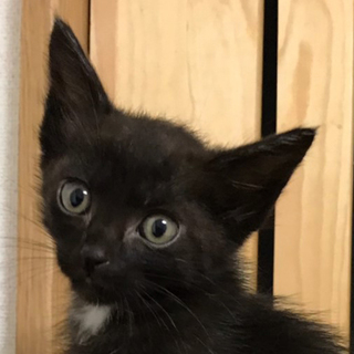 白色のポイント黒猫★イケニャンりん君