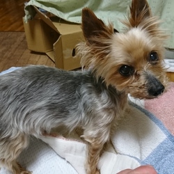 元気になりました。