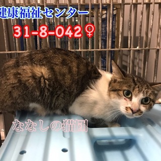 綺麗なグリーンアイの白キジちゃん 042