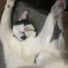 の写真