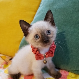 【8/11東銀座】モンシャンくん2ヵ月♪