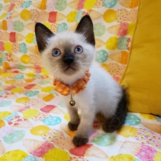 【8/11東銀座】マロンくん2ヵ月♪