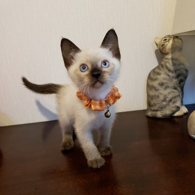 【8/11東銀座】マロンくん2ヵ月♪ サムネイル2